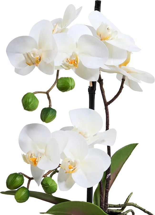 FLORISTA Orchidea v kvetináči 35 cm - biela