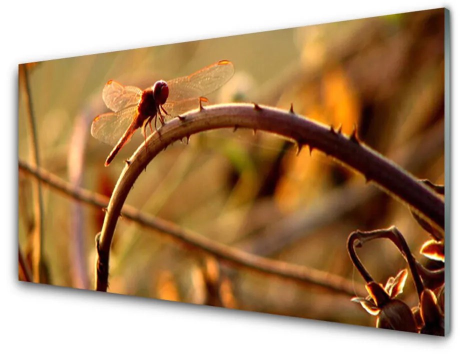 Obraz na skle Vážka príroda rastlina 100x50 cm