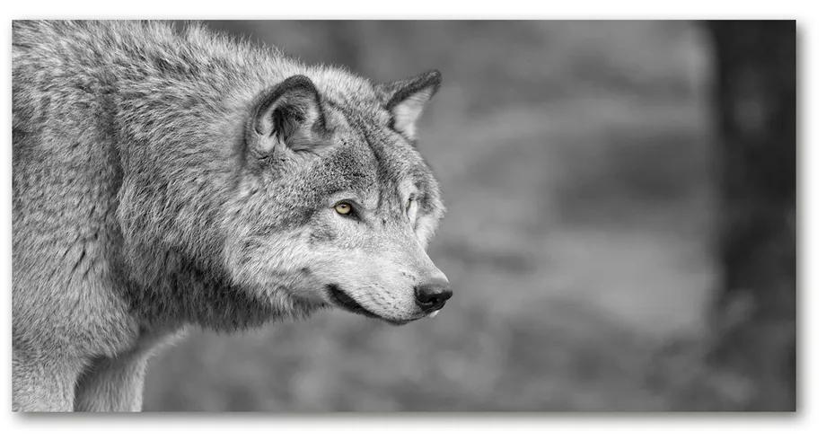 Moderný obraz fotografie na akrylu Sivý vlk pl-oa-140x70-f-125421387