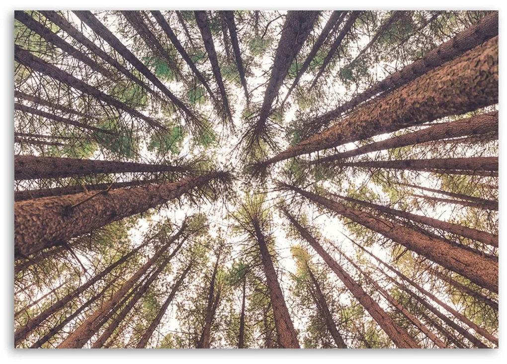 Gario Obraz na plátne Vysoké borovice Rozmery: 120 x 80 cm