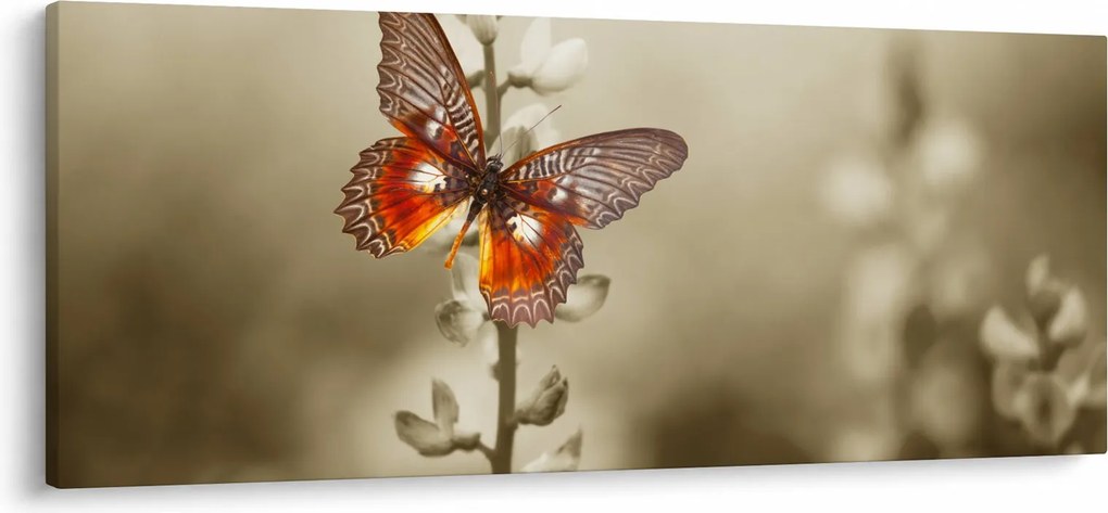 Obraz motýľa (120x50 cm)
