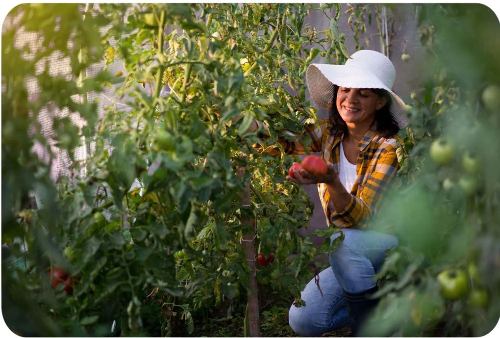 Fóliový tunel, záhradný skleník 3 x 2 m (6m2)  ružový Plonos 4978-B