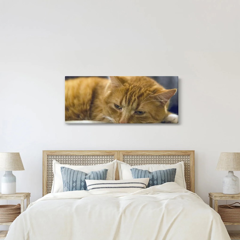 Obraz mačky (120x50 cm)