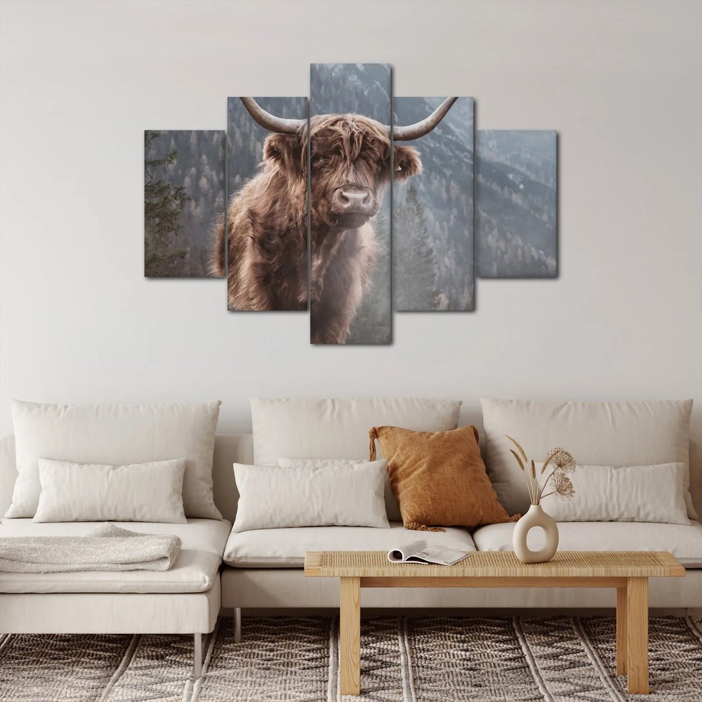 Obraz - Highlander krava (150x105 cm)