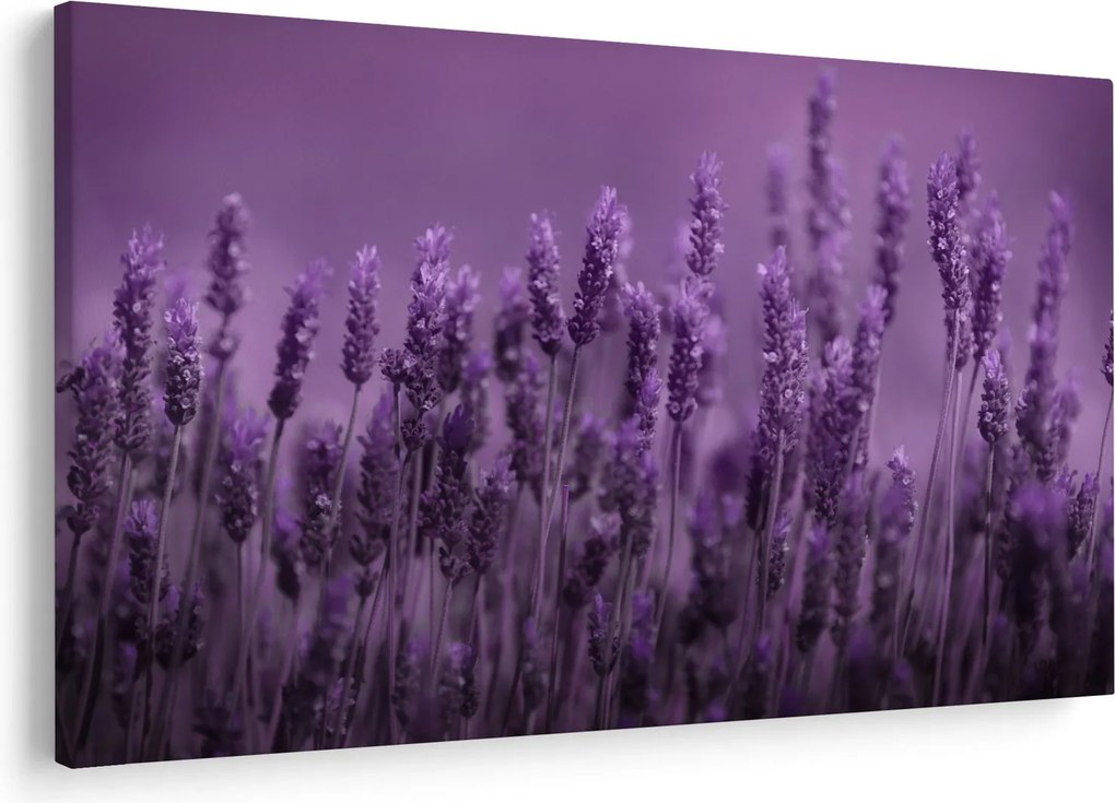 Obraz - Levanduľa (90x60 cm)