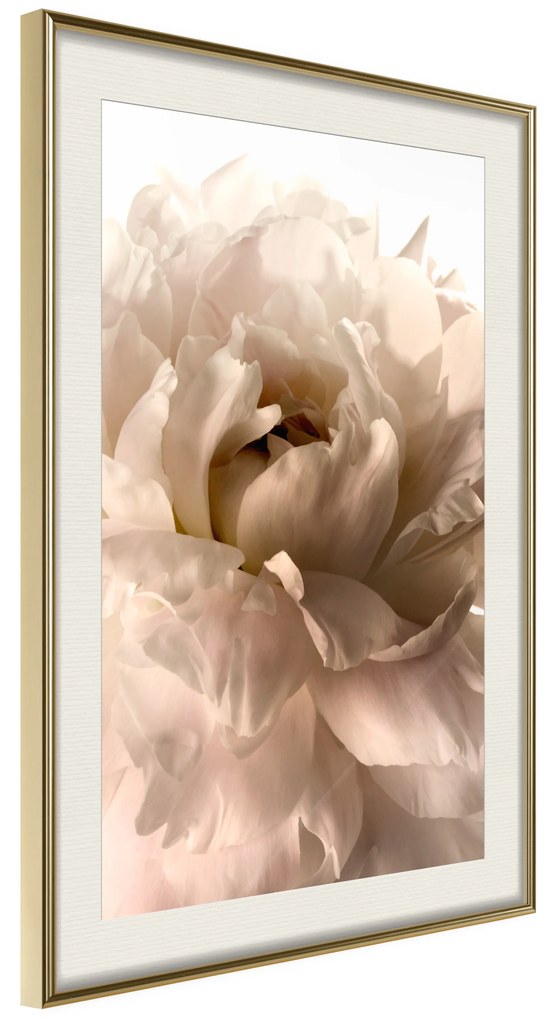 Artgeist Plagát - Soft Petals [Poster] Veľkosť: 20x30, Verzia: Zlatý rám s passe-partout