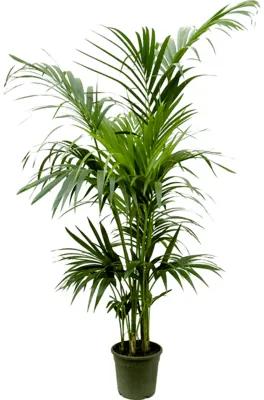 Kentia (Howea) forsteriana bush extra 24x170 cm