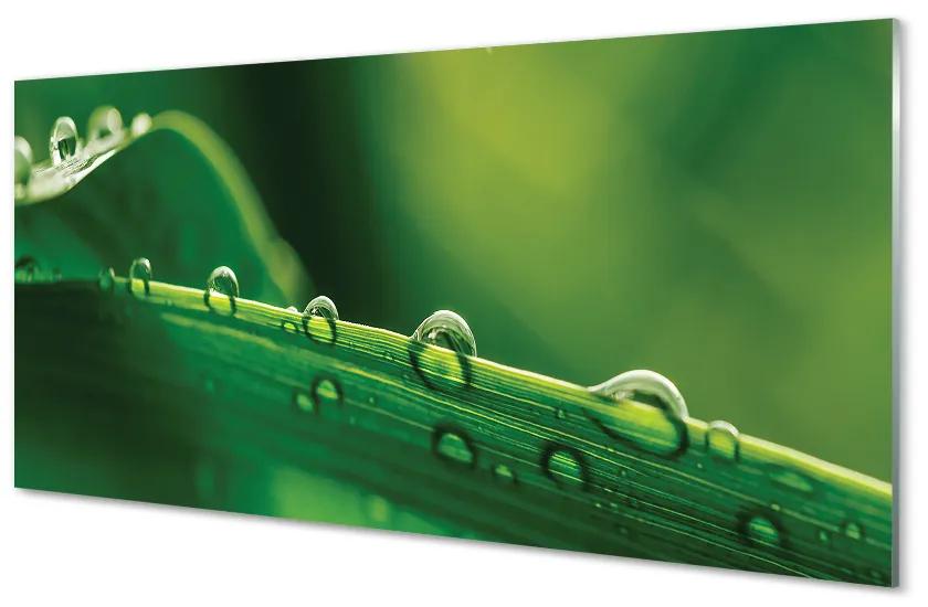 Obraz plexi Kvapky tráva makro 100x50 cm