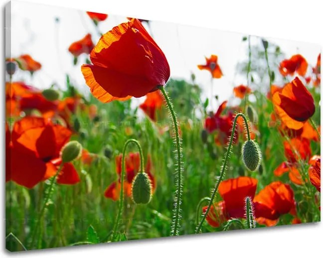 Obraz na stenu KVETY MAKY XOBKV102E11 - 100x150 cm