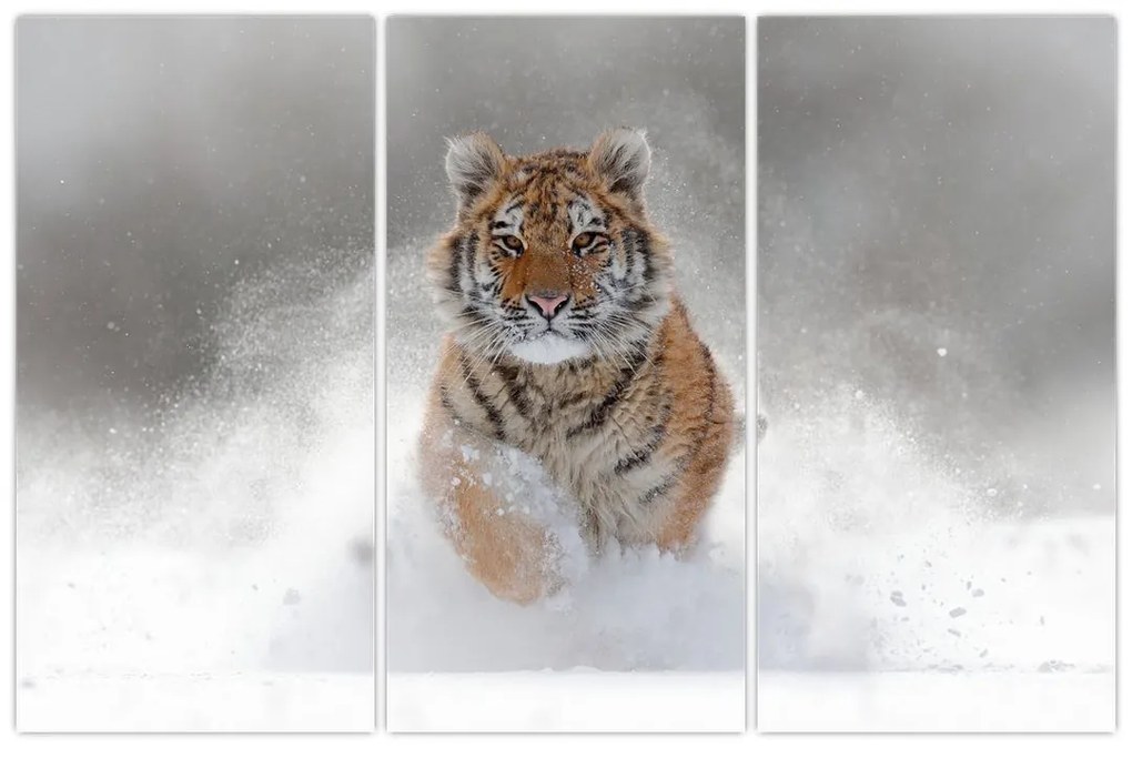 Obraz bežiaceho tigra