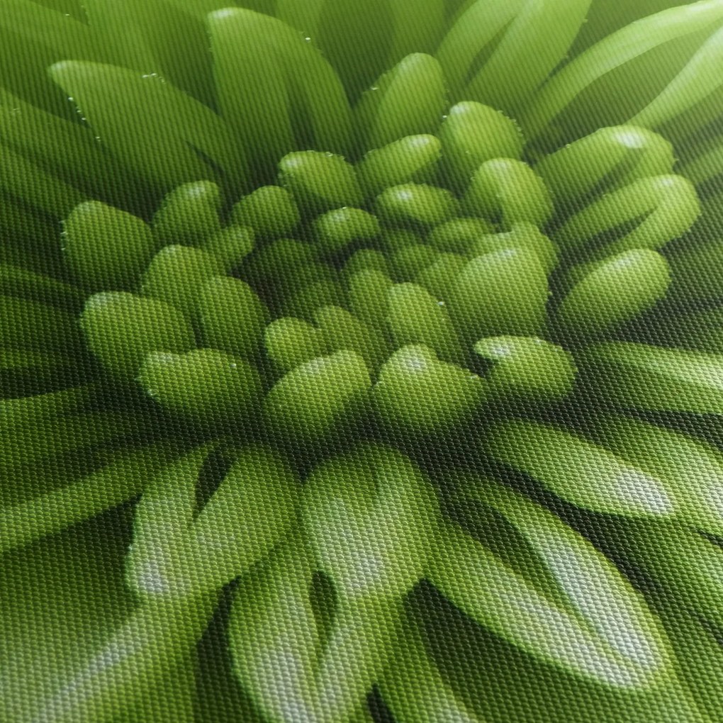 Obraz - Makro snímka rastliny (120x50 cm)