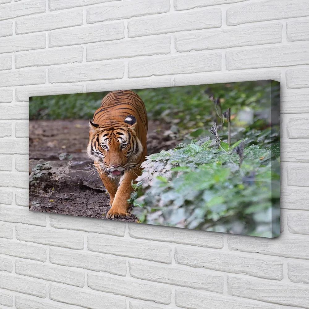 Obraz na plátne Tiger Woods 125x50 cm