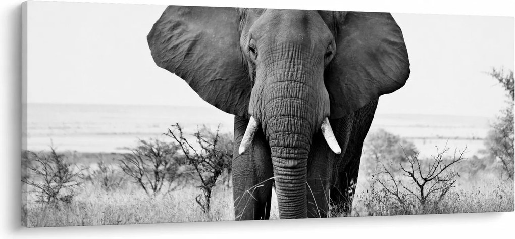 Obraz - Slon africký II. (120x50 cm)
