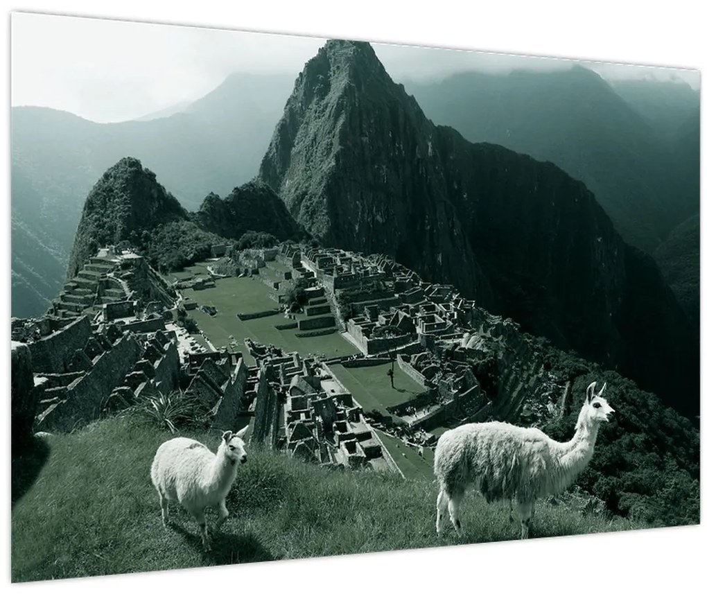 Obraz - Lamy na Machu Picchu v Peru (90x60 cm)