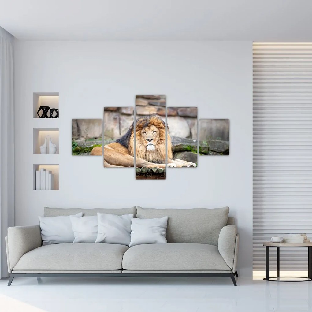 Obraz leva (125x70 cm), 40 ďalších rozmerov