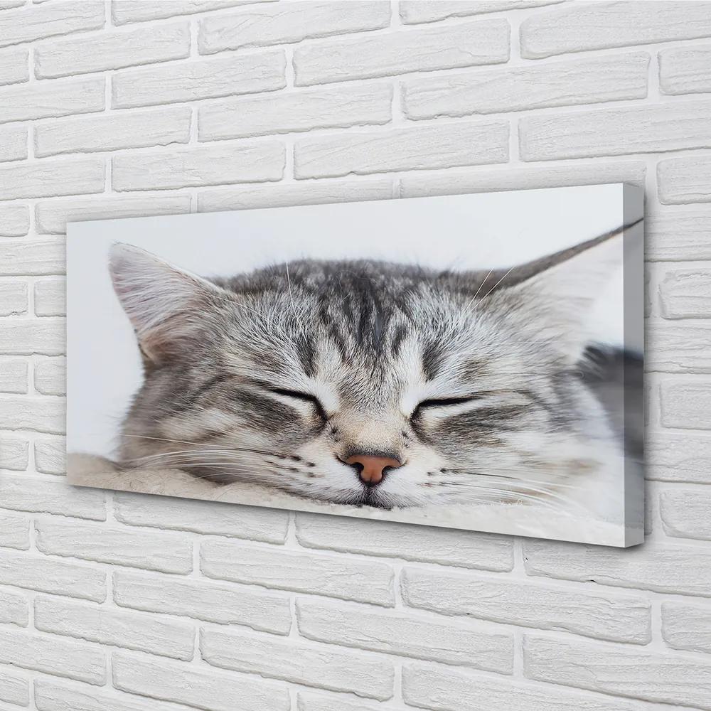 Obraz na plátne ospalá mačka 120x60 cm