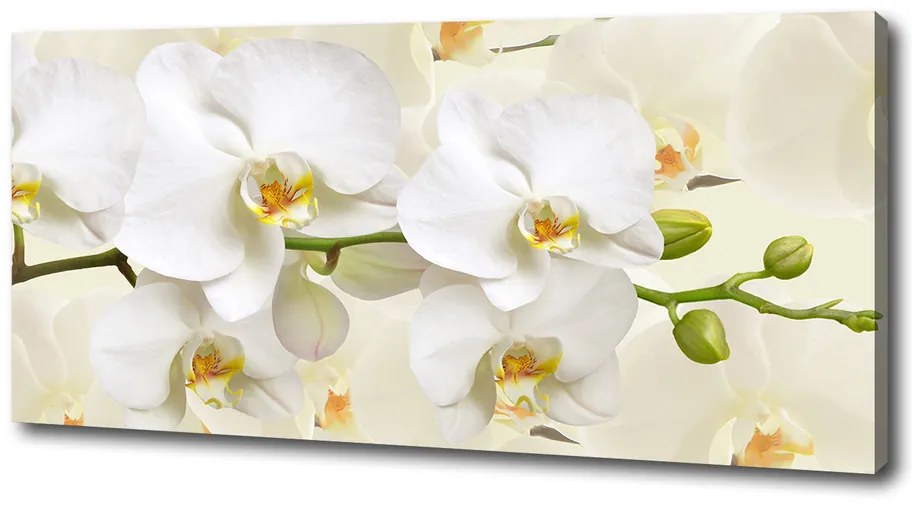 Foto obraz na plátne Orchidea pl-oc-125x50-f-123330197