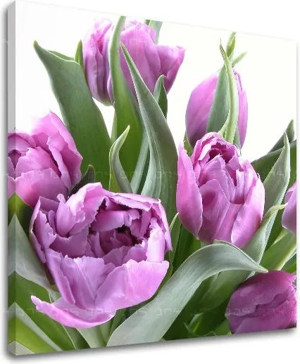 Obraz na stenu KVETY XOBKV131E12 - 60x60 cm