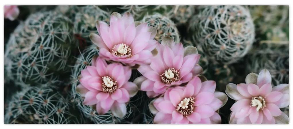 Obraz kvet kaktusu (120x50 cm)