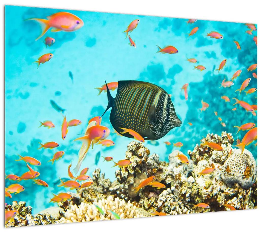 Obraz podmorského sveta (70x50 cm)
