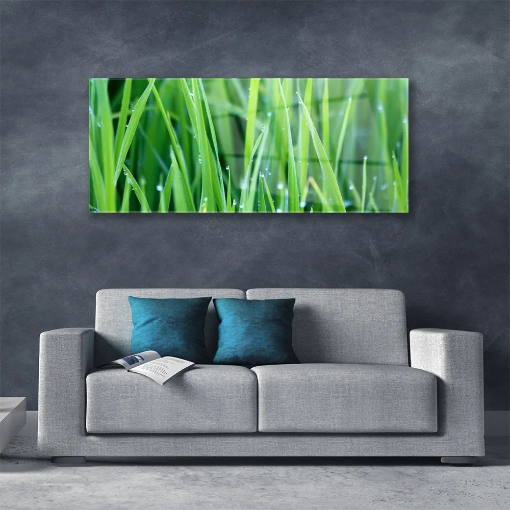 Obraz plexi Tráva kvapky rastlina príroda 125x50 cm