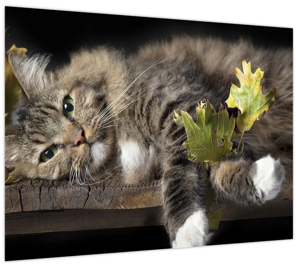 Obraz - Ležiaca mačka (70x50 cm)