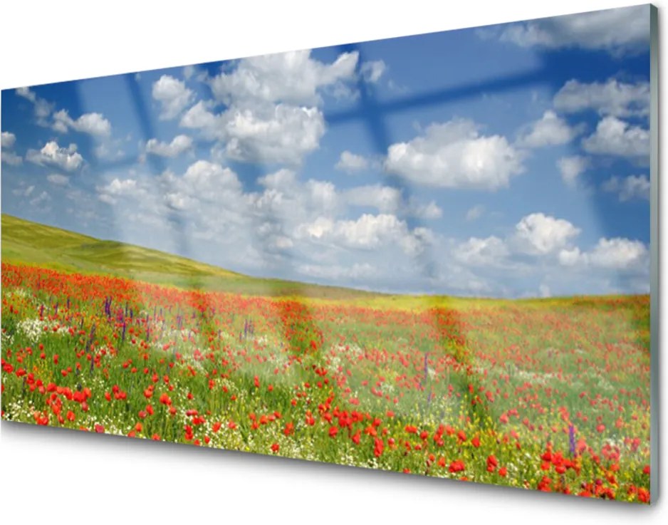 Obraz na akrylátovom skle Lúka Kvety Príroda