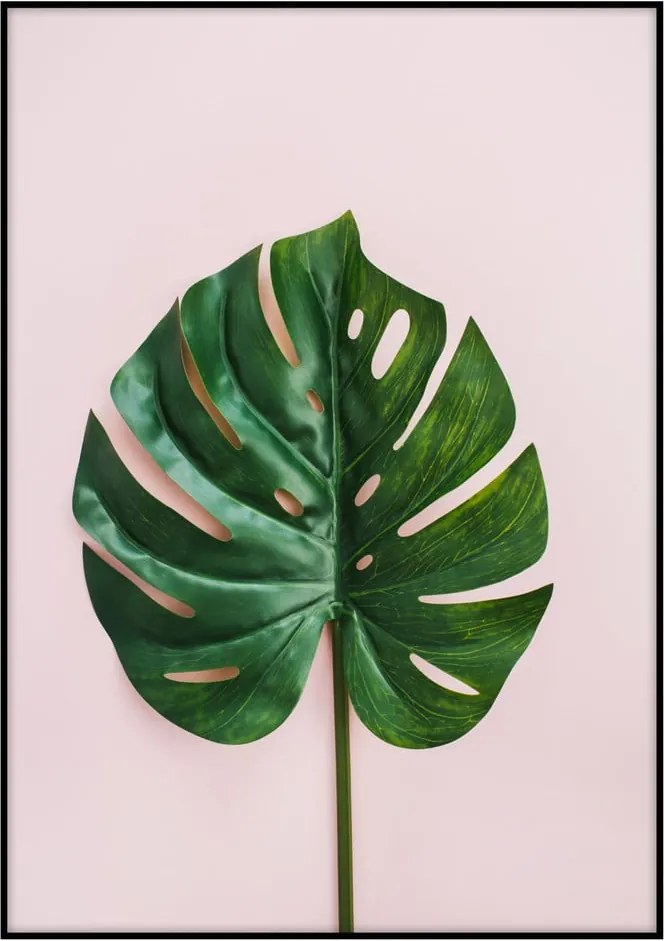 Plagát Imagioo Monstera Leaf, 40 × 30 cm