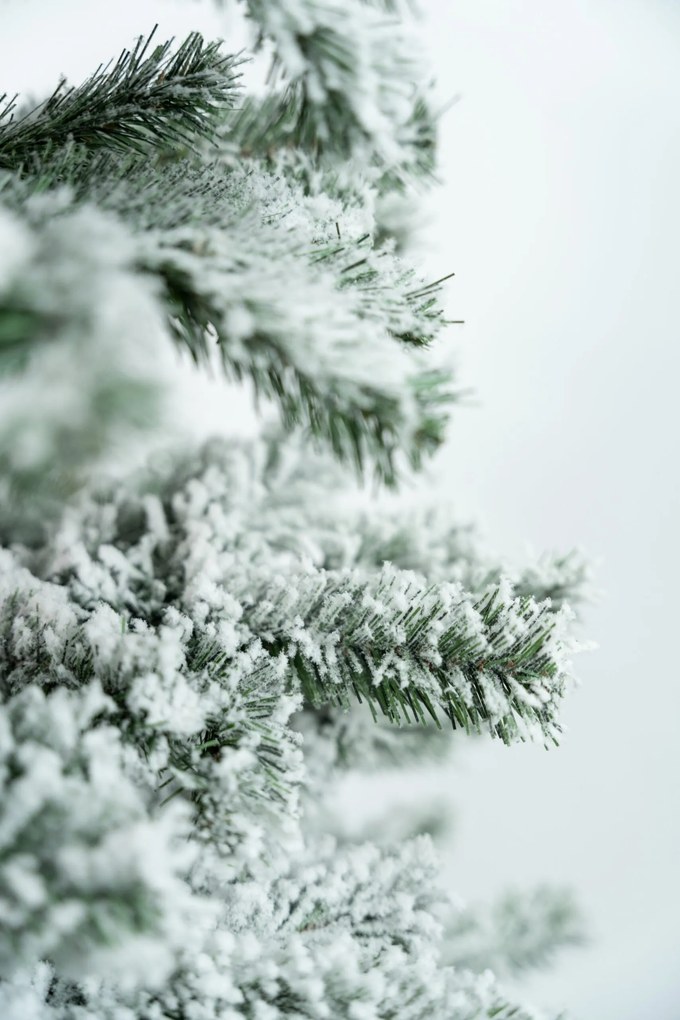 Limpol Vianočný stromček Jedľa Karolína – zasnežená Výška stromčeka: 220 cm