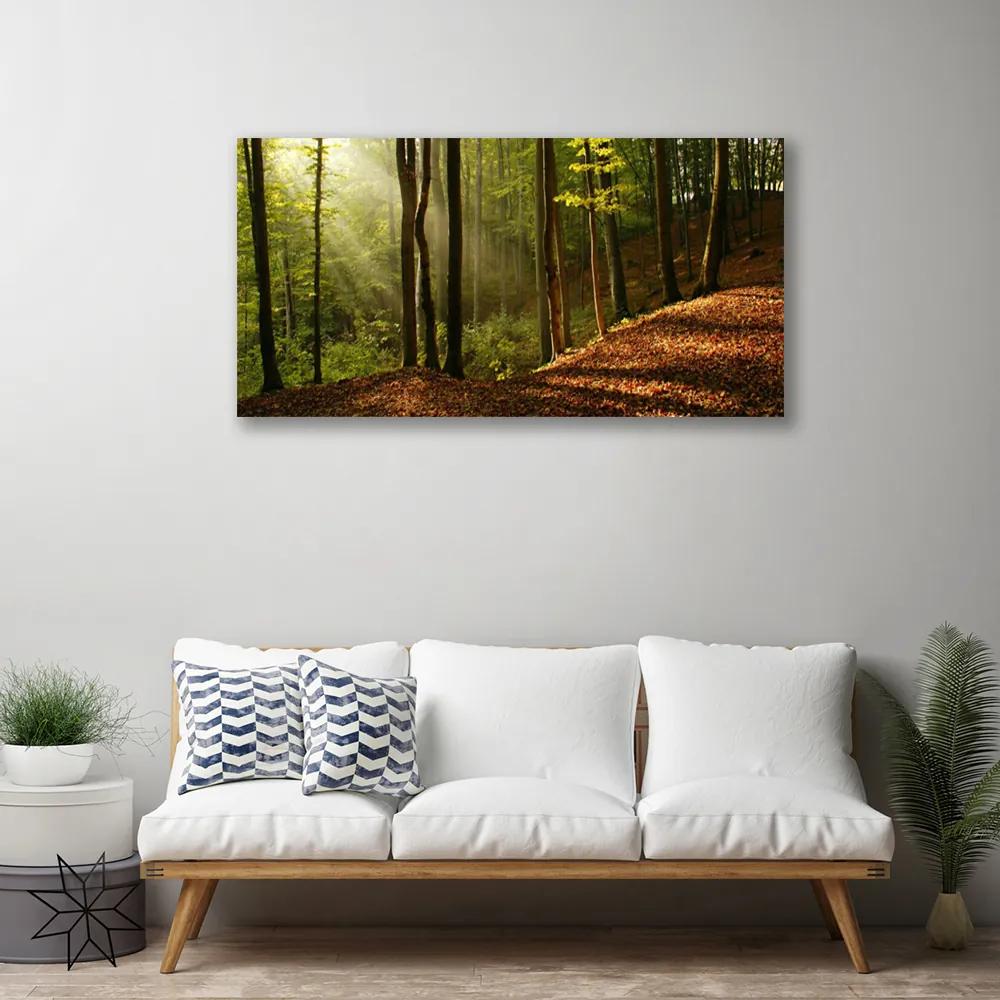 Obraz Canvas Les stromy príroda 125x50 cm