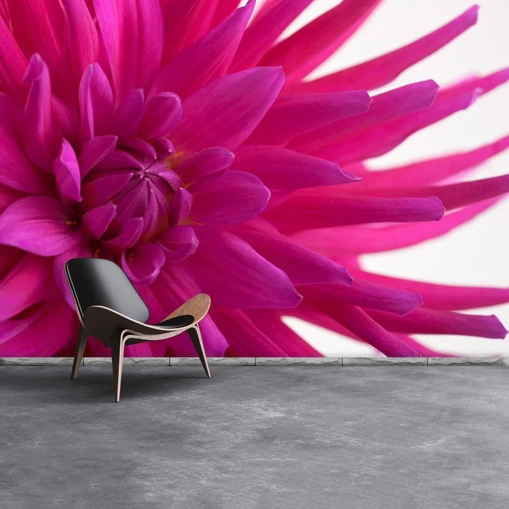 Fototapeta Vliesová Dahlia pink 312x219 cm