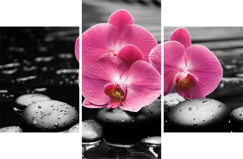 Obraz - Ružové orchidey (90x60 cm)
