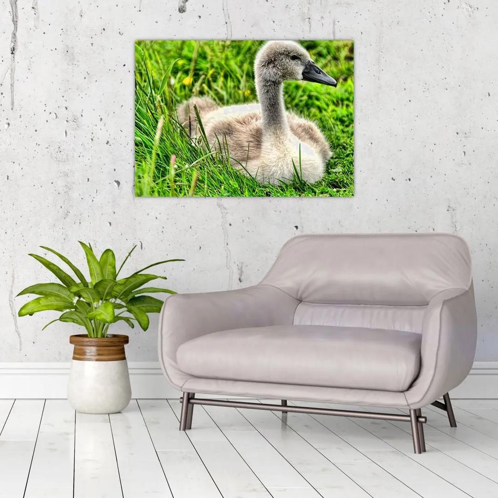 Sklenený obraz - malá labuť v tráve (70x50 cm)