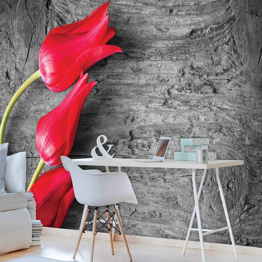 Fototapeta - Červené tulipány (254x184 cm)