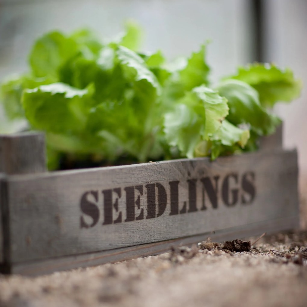 Garden Trading Drevený kvetináč na sadenice Aldsworth