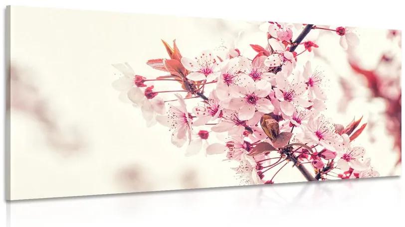 Obraz ružové kvety čerešne Varianta: 100x50