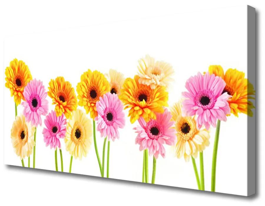 Obraz Canvas Farebné kvety gerbery 140x70 cm