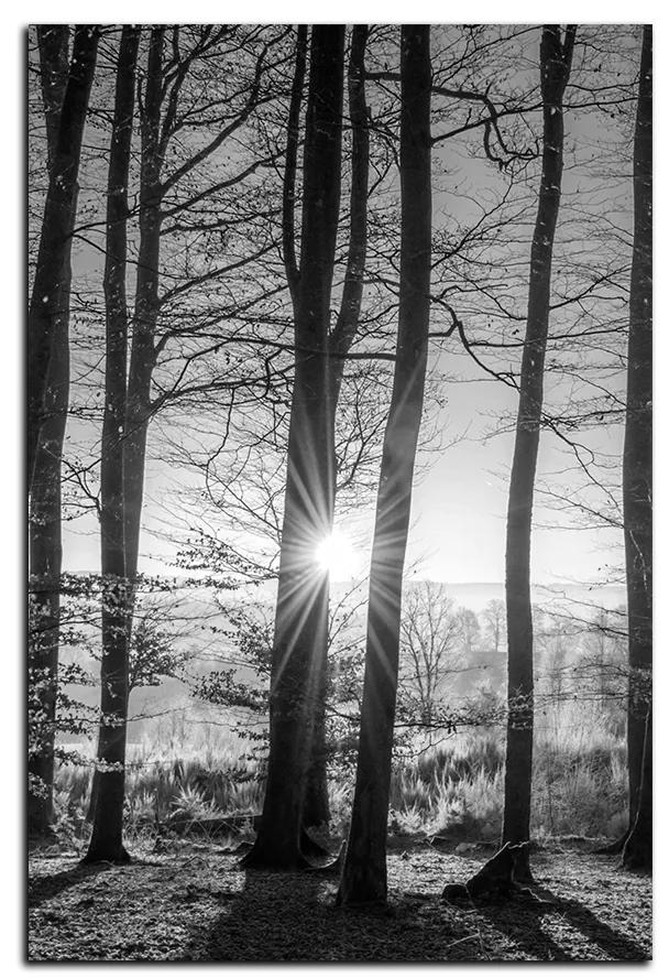 Obraz na plátne - Jesenné ráno v lese - obdĺžnik 7251QA (60x40 cm)