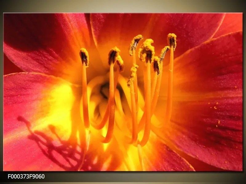 Obraz na plátne Oranžový kvet, Obdĺžnik 90x60cm 60,8 €