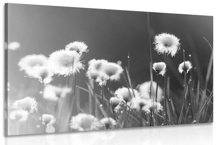 Obraz bavlnená tráva v čiernobielom prevedení Varianta: 120x80