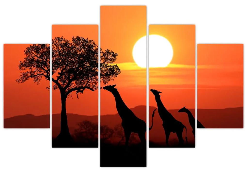 Obraz žirafy pri západe slnka (150x105 cm)