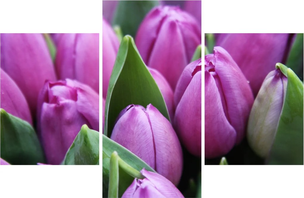 Obraz - kvety tulipánov (90x60 cm)