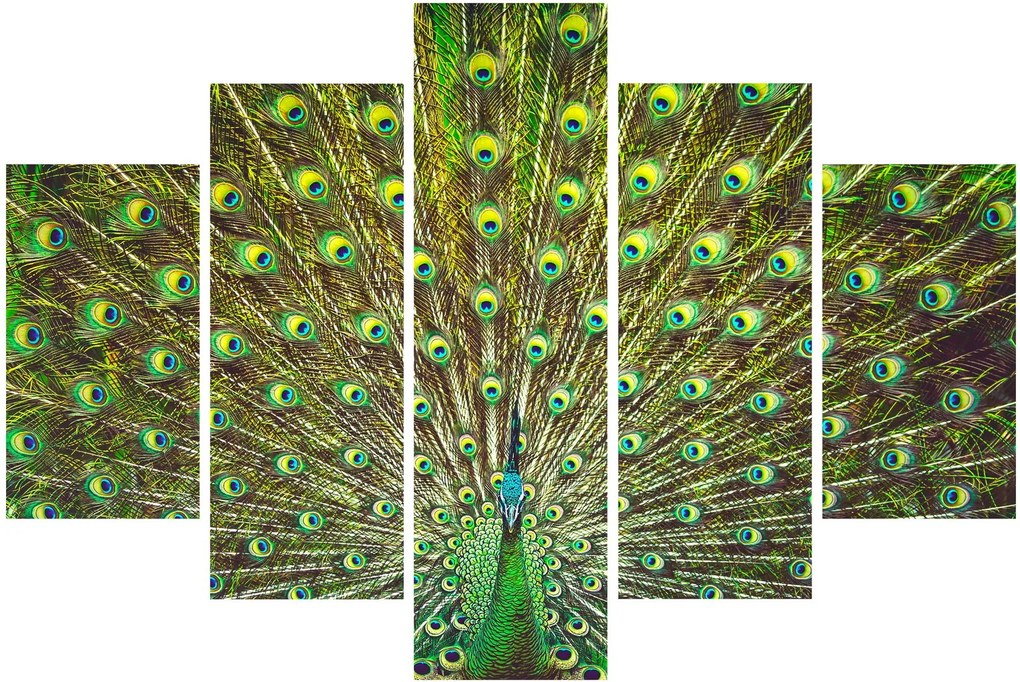 Obraz - Páv (150x105 cm)