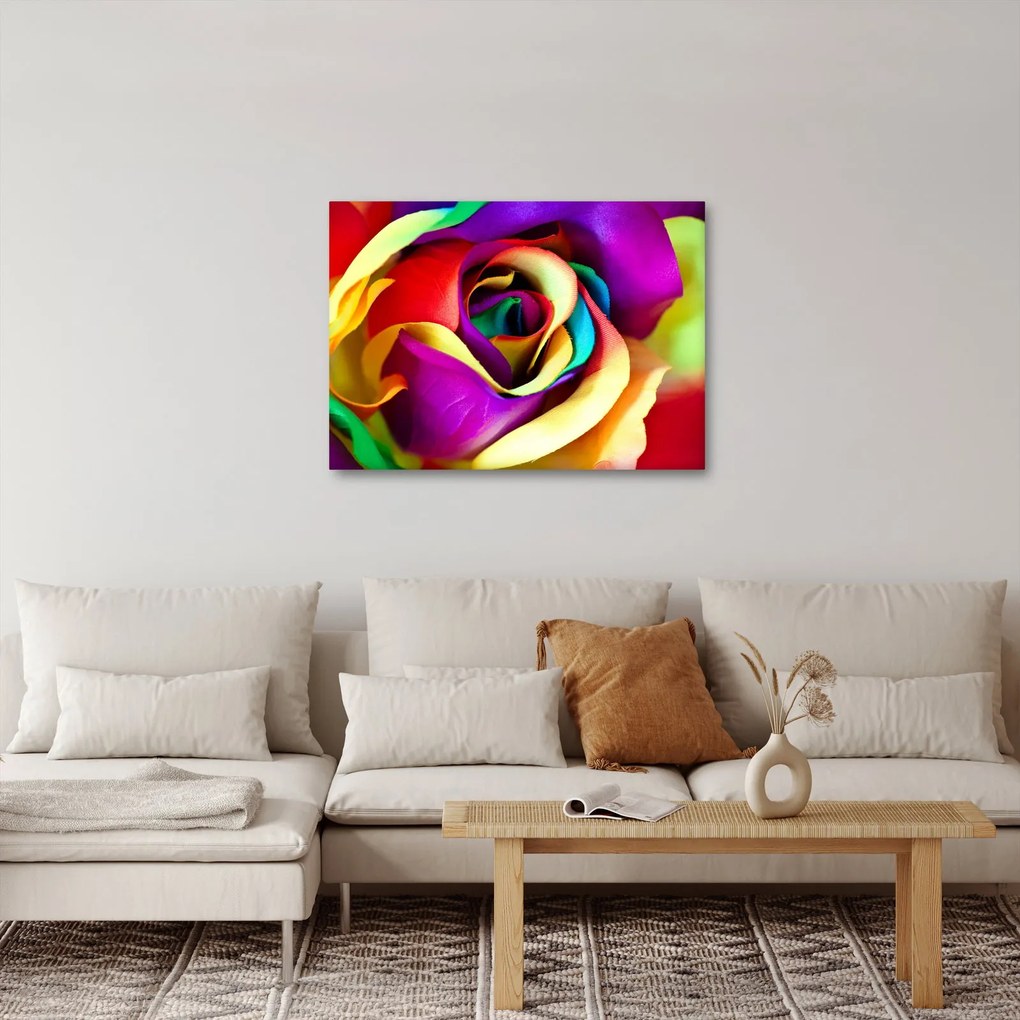 Obraz - Farebná ruža (70x50 cm)