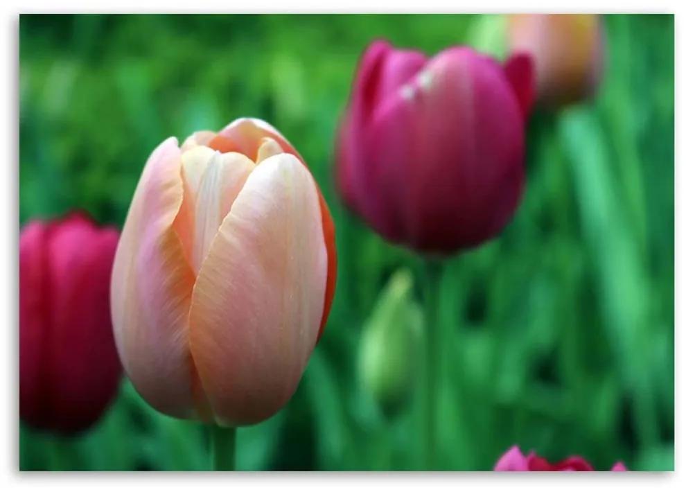 Obraz na plátně Tulipán růžový květ - 90x60 cm