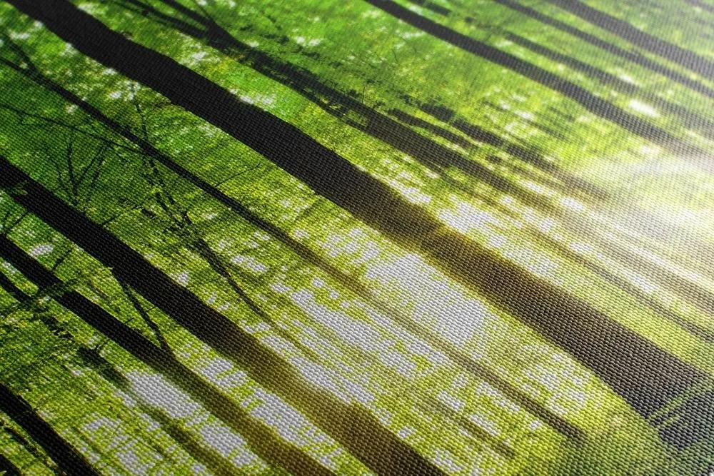Obraz svieži zelený les - 120x80