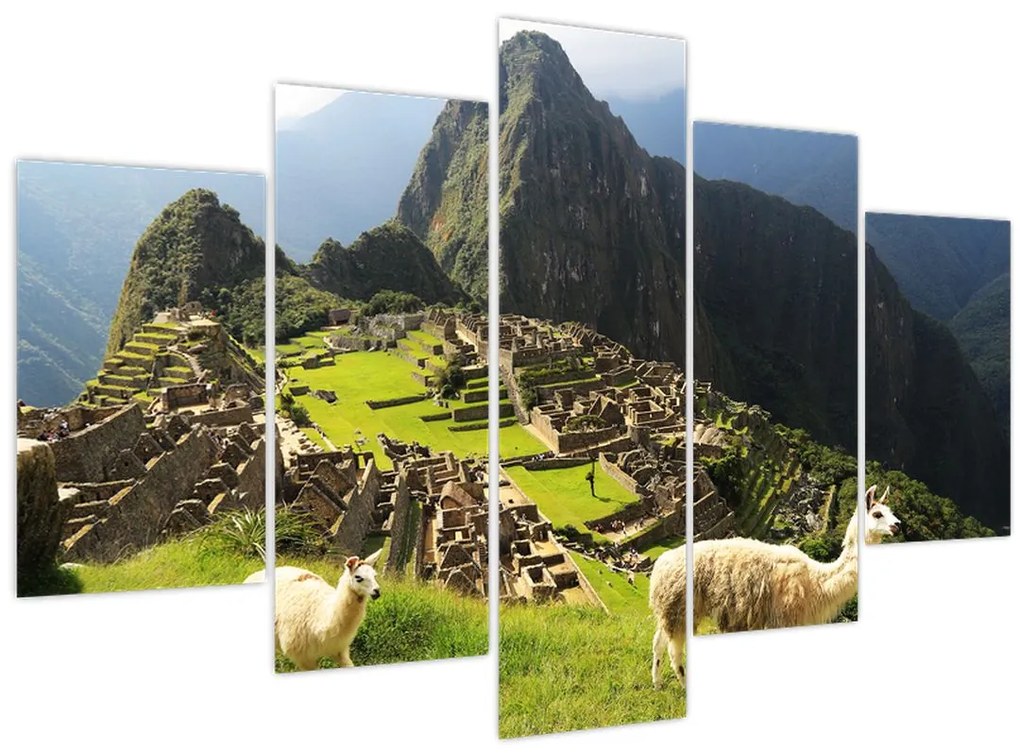 Obraz - Lamy v Machu Picchu (150x105 cm)