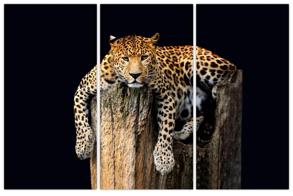 Leopard, obraz