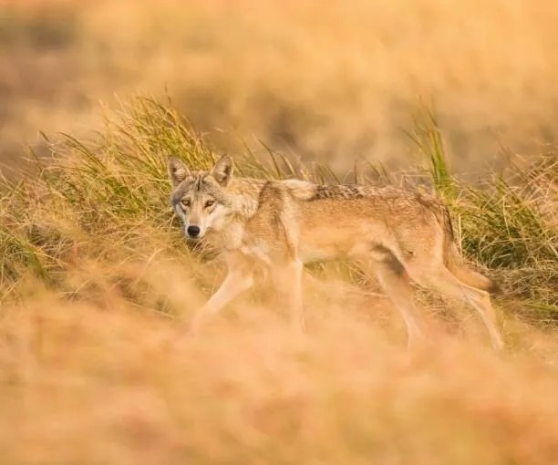 Umelecká fotografie Young lion, Yash Darji / 500px, (40 x 35 cm)