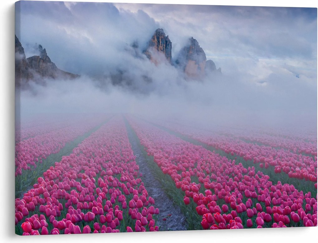 Obraz - Krajina s tulipánovými poľami (70x50 cm)